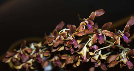 Orange orchid flower on blur backgroundの写真素材