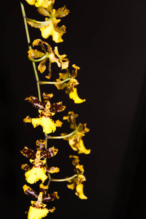 yellow orchid flower on black backgroundの写真素材
