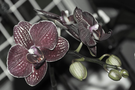 Dark pink orchid flower on blur backgroundの写真素材