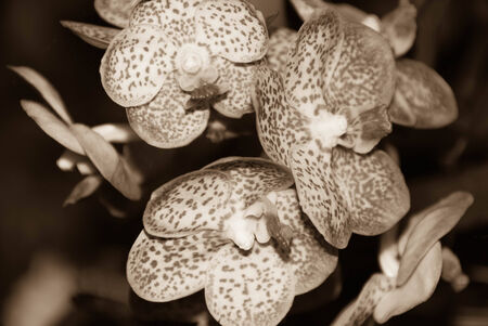 Sepia tone orchid flower on blur backgroundの写真素材