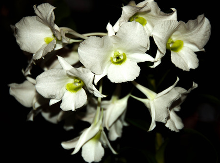 White orchid flower isolate on black backgroundの写真素材
