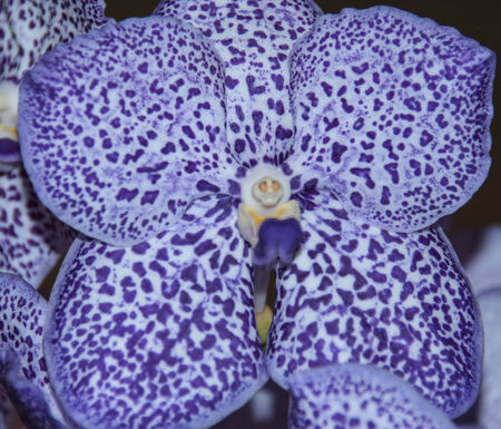 Blue orchid flower beautiful backgroundの写真素材