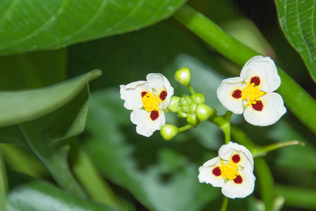 Green background with white flowersの写真素材