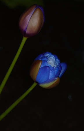 Purple & pink lotus flower in waterの写真素材