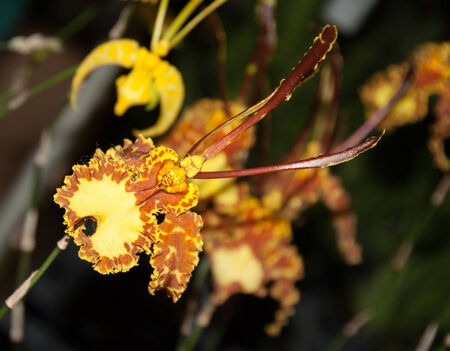 Yellow orchid flower on blur backgroundの写真素材