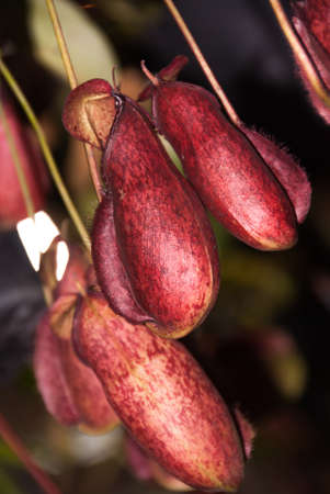 Nepenthes, monkey cups, tropical pitcher plantsの写真素材