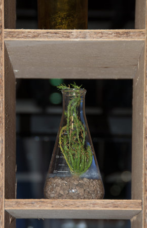 Tree in the bottle for decoratiionの写真素材