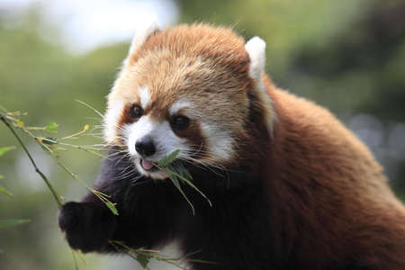 The lesser panda having a mealの写真素材