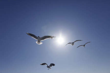 The sun and sea gullの写真素材