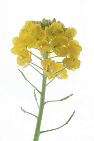 Rapeseed  blossom isolated on white background の写真素材