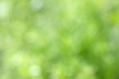 Fresh green imageの写真素材