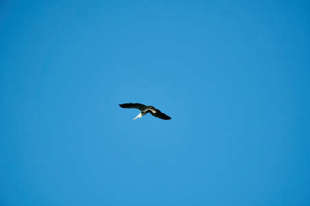 Low angle view of alone bird flying at the sky during the dayの写真素材