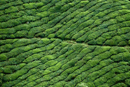 Close up view of tea plantation in Cameron Highland, Malaysiaの写真素材