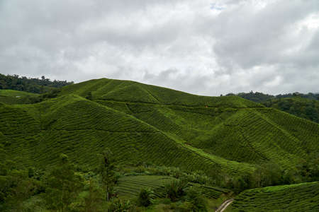 Landscape of tea plantation in Cameron Highland, Malaysiaの写真素材