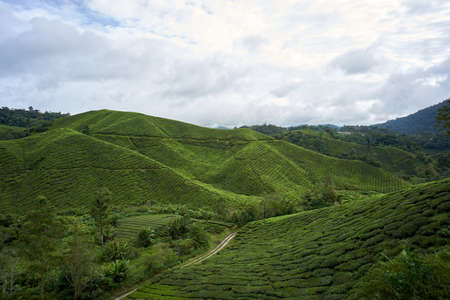 Landscape view of tea plantation during the day in Cameron Highland, Malaysiaの写真素材