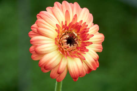 Close up view of beautiful gerbera daisies at the farmの写真素材