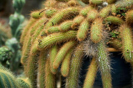 Close up view of beautiful cactus in a pot at the cactus farmの写真素材