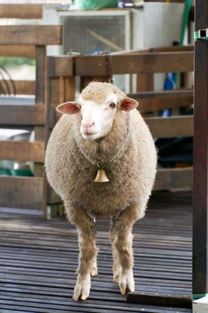 Portrait of white sheep wearing bell necklace at the barnの写真素材