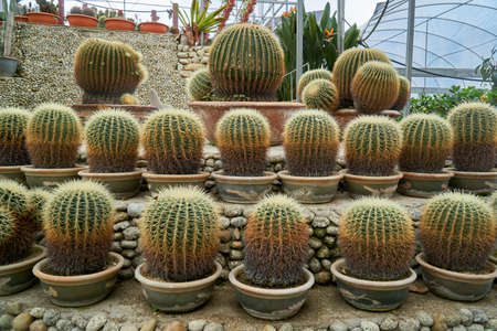Close up view of multiple beautiful cactus in a pot at the cactus farmの写真素材