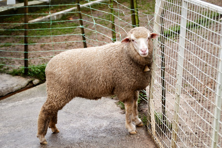 Portrait of white sheep wearing bell necklace at the barn
