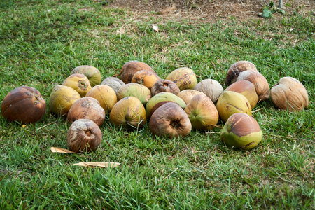 Multiple spoiled young coconut fruits laying on the grassの写真素材