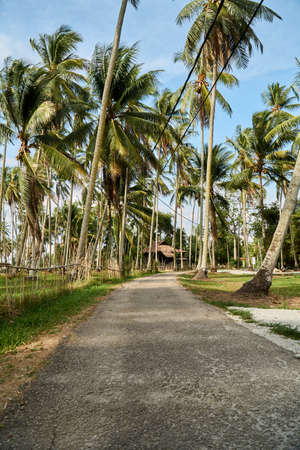 Pathway or road in the middle with palm tree at the side at Kampung Agong, Penangの写真素材