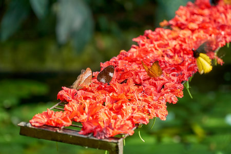 Selective focus of butterflies pollinating on the bougainvillaea flowerの写真素材