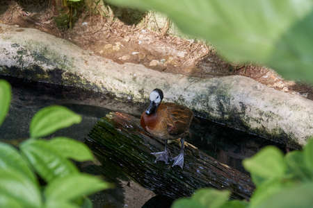 Selective focus of mandarin duck sitting at the pondの写真素材