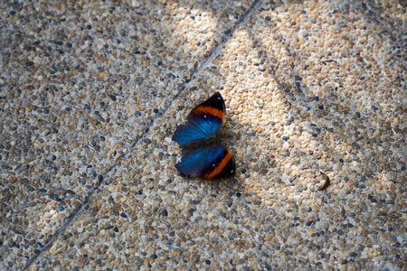Blue, brown and black colored small butterfly on the groundの写真素材