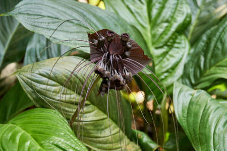 Selective focus of tiger bat lily flower with green leavesの写真素材