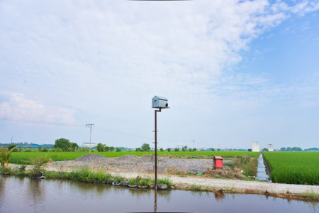 Tall wooden bird house in the middle of paddy fields in Sekinchan, Malaysiaの写真素材