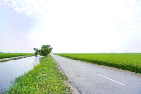 View of road and green paddy field against the sky at Sekinchan, Malaysiaの写真素材