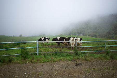 View of several cows eating grass at the Desa Dairy Farm in Kundasang, Kota Kinabaluの写真素材