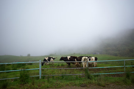 View of several cows eating grass at the Desa Dairy Farmの写真素材