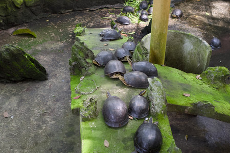 Few small tortoises resting on a rock near the pondの写真素材