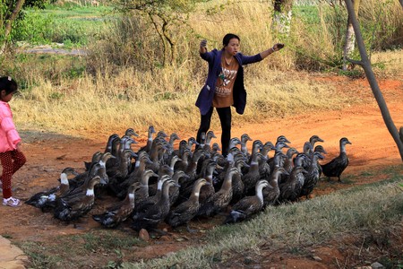 the ducks and girls at Jianshui County Township Bridgeのeditorial素材