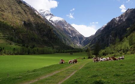 cows on the alpine mountain pasture, in Austriaの写真素材