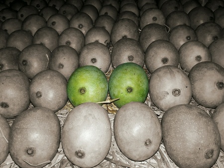 Unripe ripening green mangoes on haystackの素材