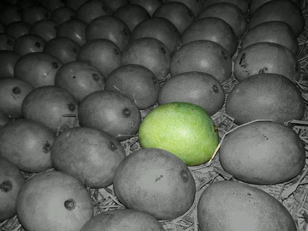 Unripe ripening green mango on haystackの素材