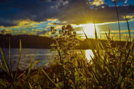 Weeds in a Sunsetの写真素材