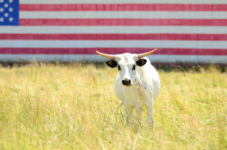 Texas longhorn steer in a field with a american flag painted on a barn