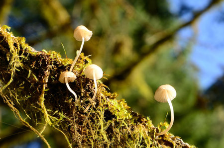 Mycena Mushrooms growing on a Douglas Fire tree  in the deep forest along the North Umpqua River...