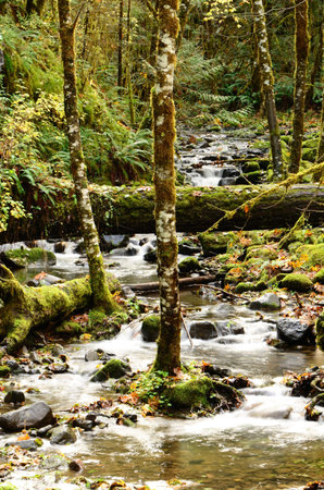 Wright Creek and autumn color just before meeting the North Umpqua River in the Umpqua National...