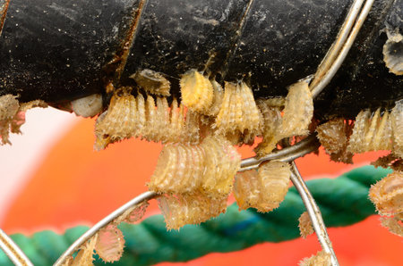 Crab rings and bouys in the Charleston Oregon harbor awaiting the next season