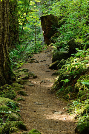 Hiking trail along a creek in the Umpqua National Forest, Oregon