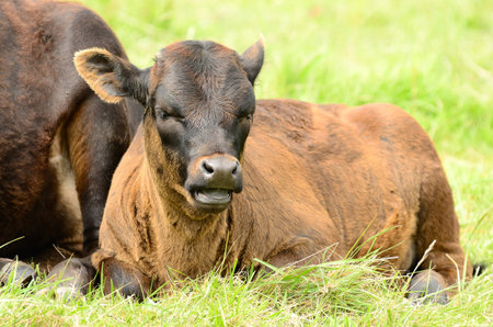 Young Texas Longhorn calves in the pasture on a warm summer morning