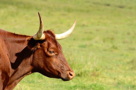 Young Texas Longhorn in the pasture on a warm summer morningの写真素材