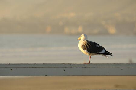Western Gull, Larus occidentalis on overlooking the Pacific Ocean at sunset.の写真素材