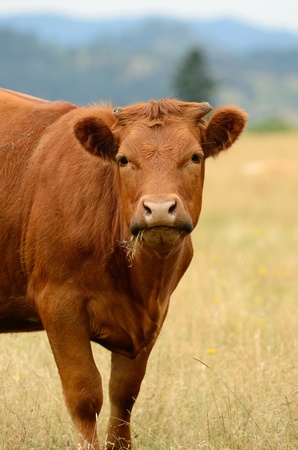 Angus cross beef cattle in a summer field near Oakland Oregonの写真素材
