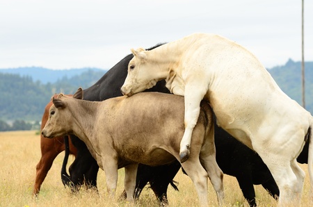 Angus cross beef cattle in a summer field near Oakland Oregonの写真素材